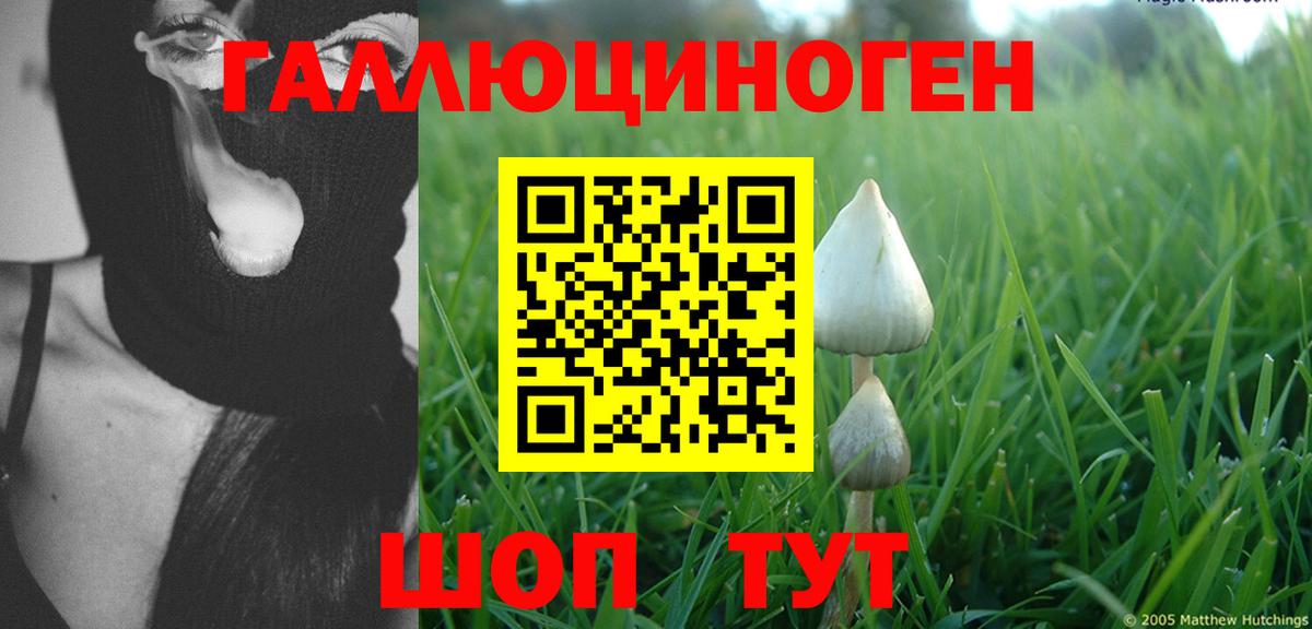 Людиново  Псилоцибиновые грибы Psilocybine cubensis  Вход с VPN 